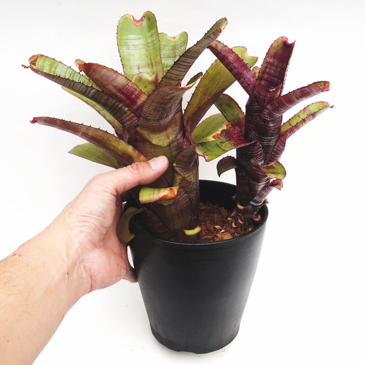 一点物】 エクメア （Aechmea nudicaulis Green） 商品NO:GS458 ［GS