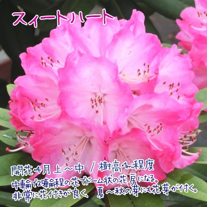 シャクナゲ（西洋）3.5号×3種 【つぼみ付き！咲いてからのお楽しみ ...
