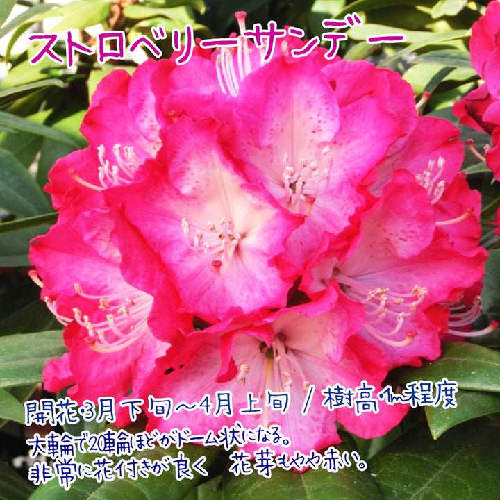 シャクナゲ（西洋）3.5号×3種 【つぼみ付き！咲いてからのお楽しみ