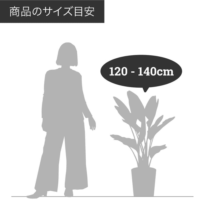 【現品発送】シュロチク 棕櫚竹 鉢サイズ8号 高さ約120cm 縁起物