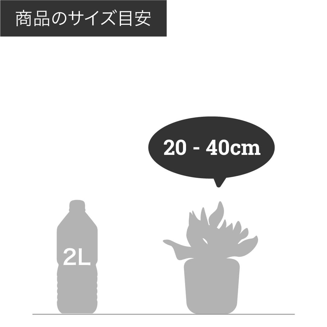 予約商品：7/22発送】ダシリリオン・セドロサナム 5号苗 1ポットの通販 