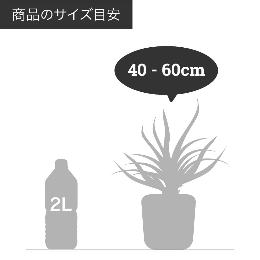 予約商品：5/27発送】ユーカリ・ポポラス 5号 1鉢の通販 | GreenSnap