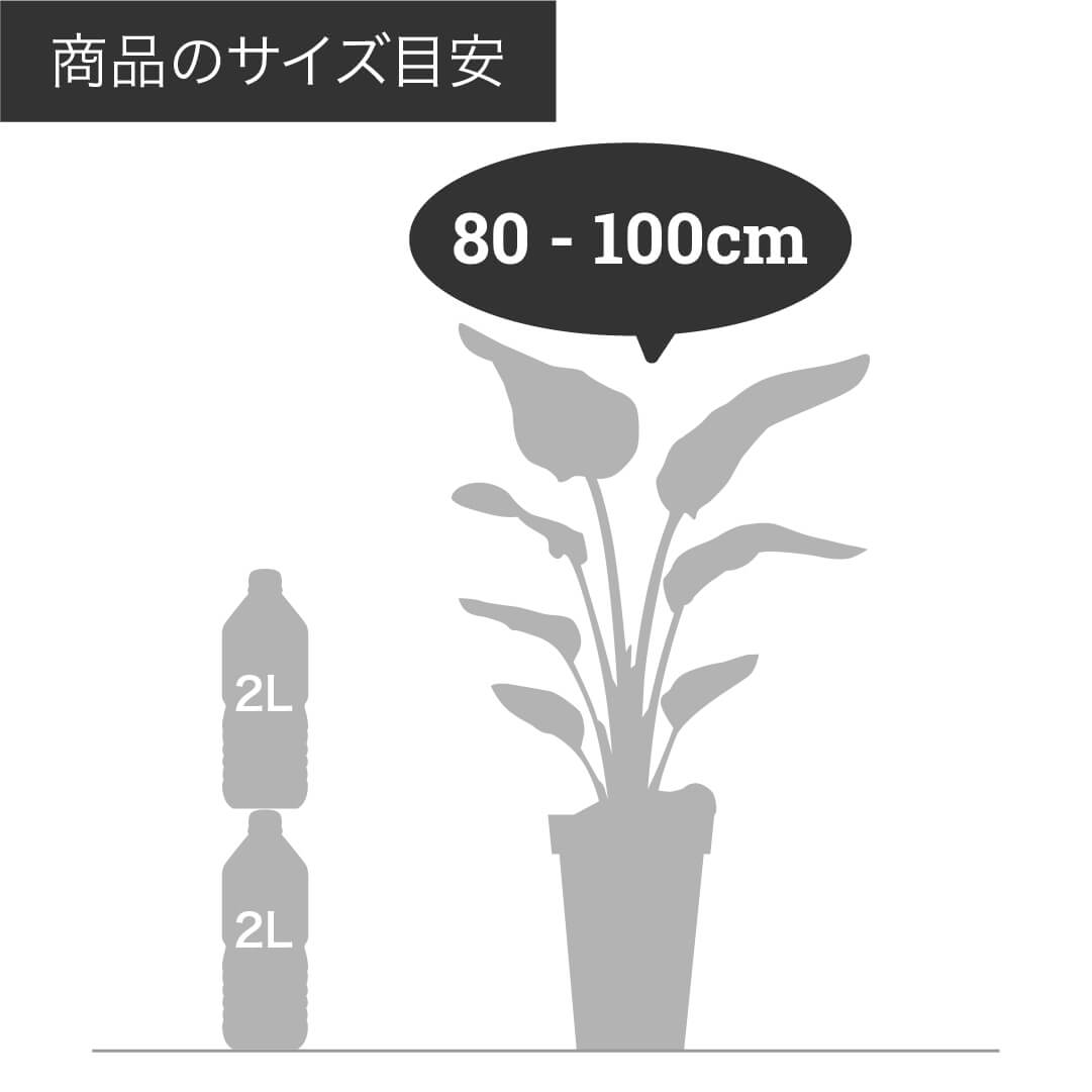 一点物】フィカス・バーガンディ 7号 沖縄観葉 高さ 約88cm No.57の