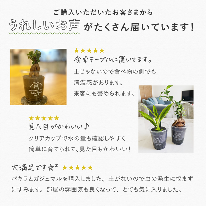 土を使わない観葉植物】テーブルプランツ(Table Plants)の通販