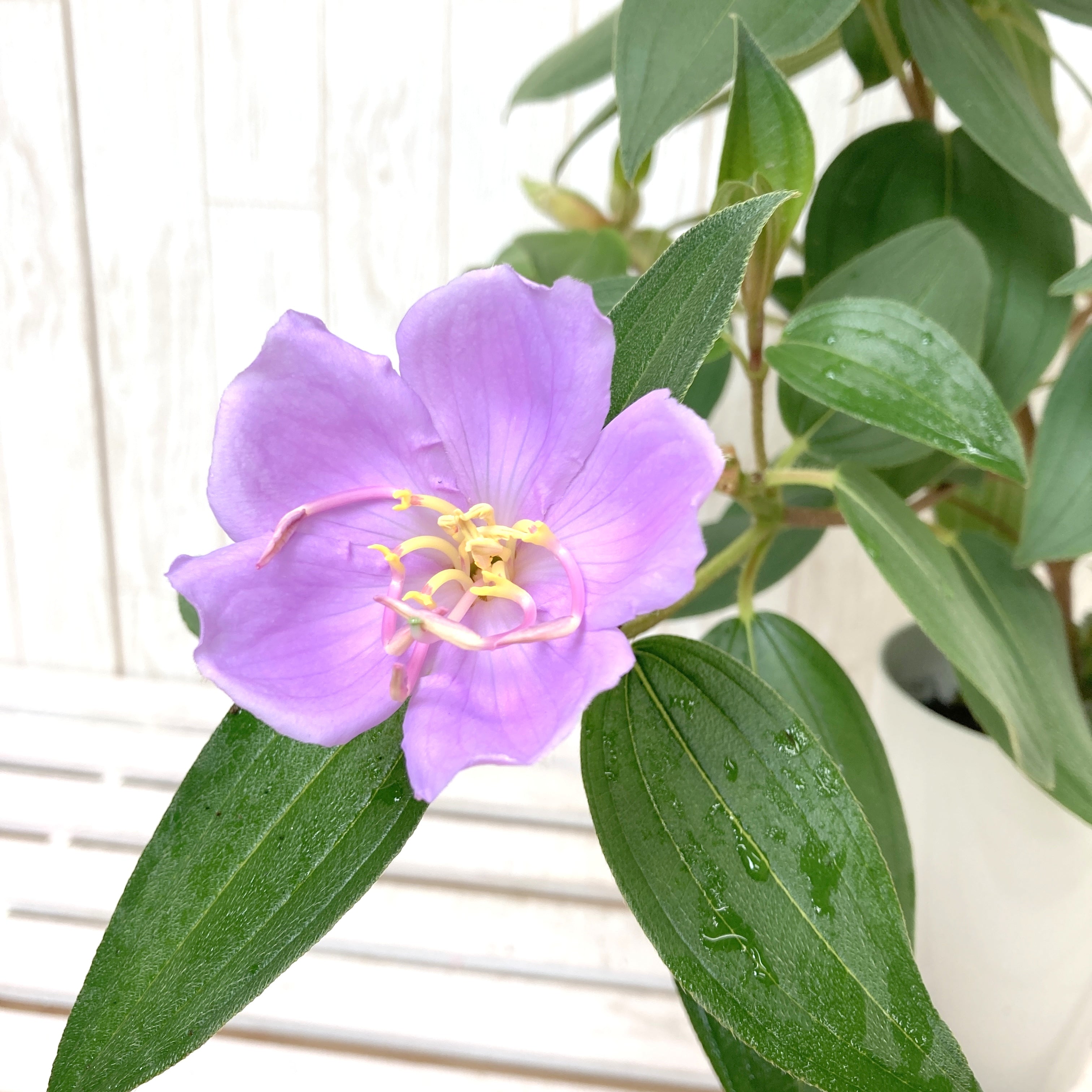 ノボタン 野牡丹 苗 花木 観葉植物 - インテリア小物