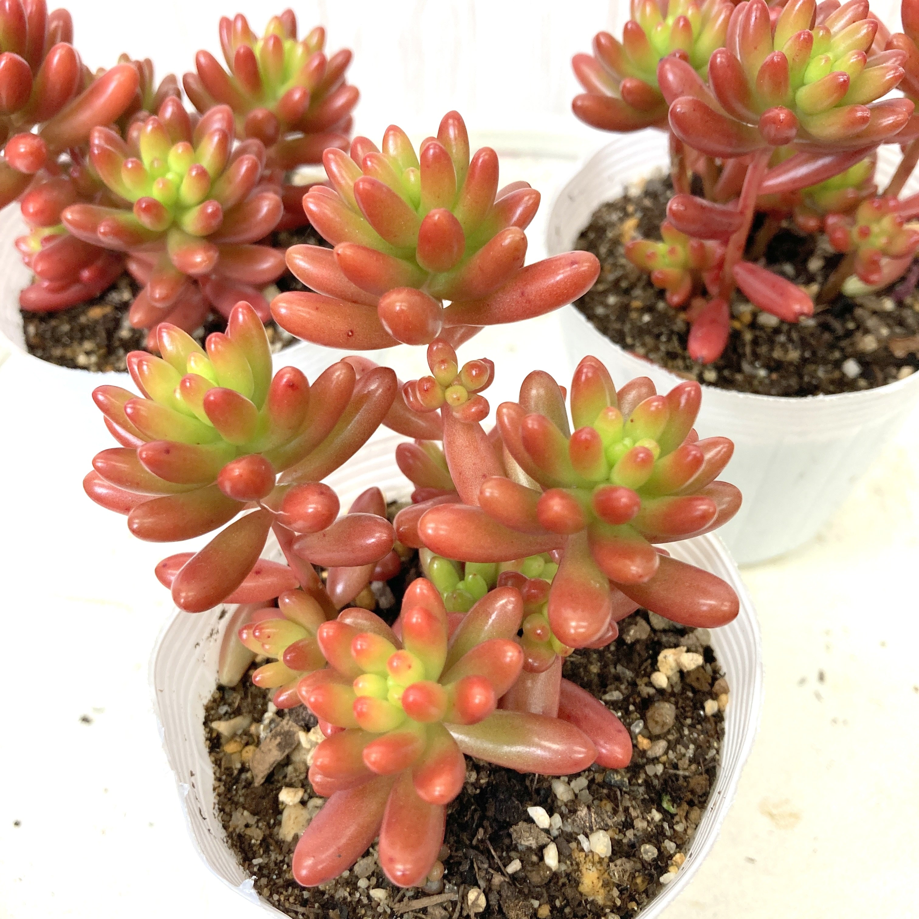 新入荷 105株セット M群生 531-7 赤い卵 多肉植物 サボ テン-