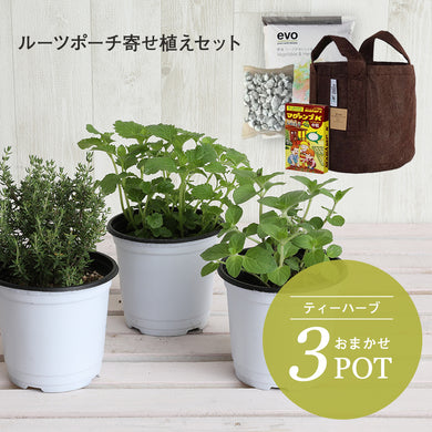 ハーブ苗 タグ ハーブ苗 Greensnap Store