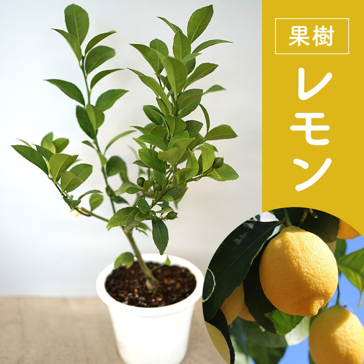 果樹 レモン 檸檬 の木 送料無料 の通販 Greensnap Store グリーンスナップ ストア 観葉植物や多肉植物 花苗の通販