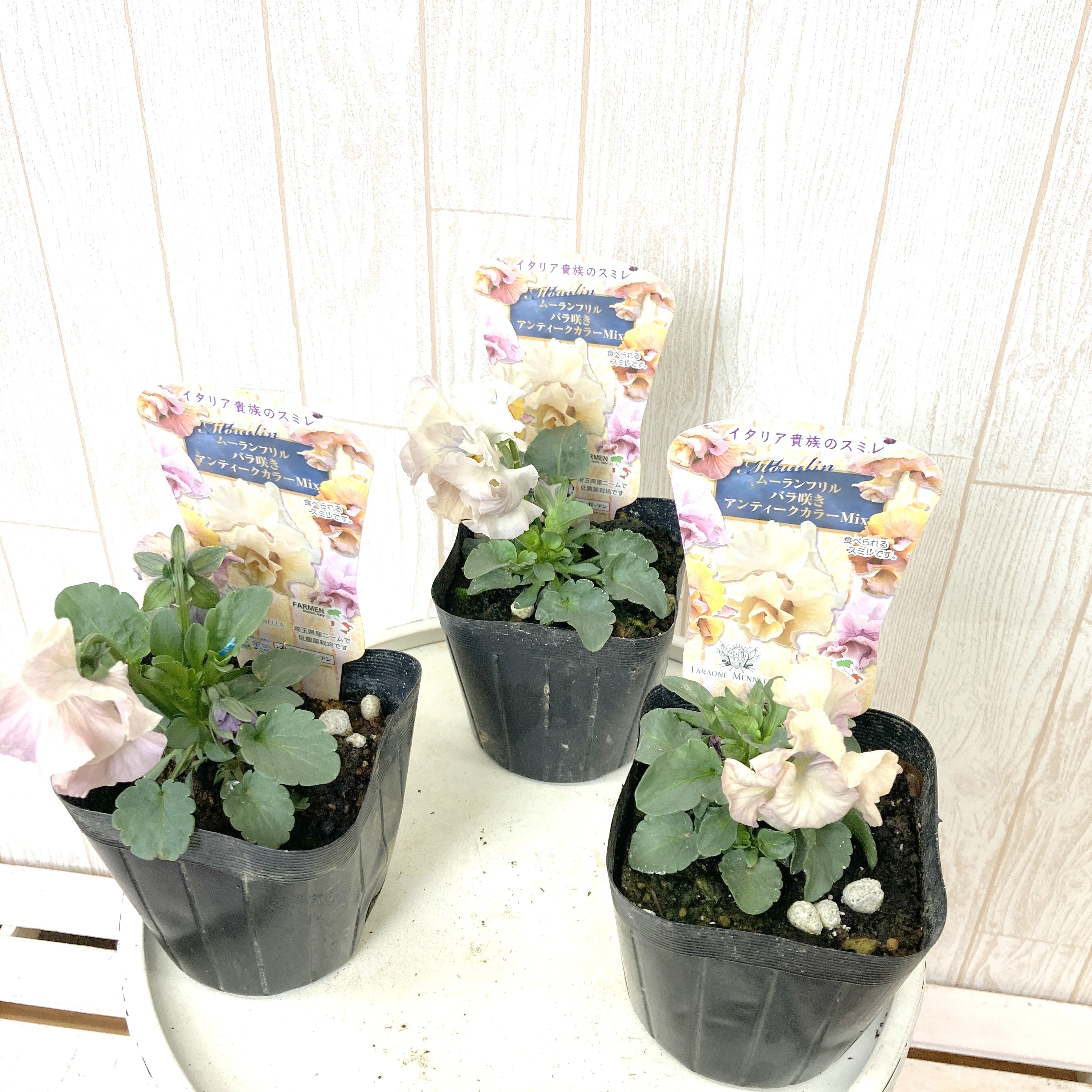 予約商品 12 21出荷 パンジー ムーランフリル バラ咲き 花苗 3ポットセットの通販 Greensnap Store グリーンスナップ ストア 観葉植物や多肉植物 花苗の通販