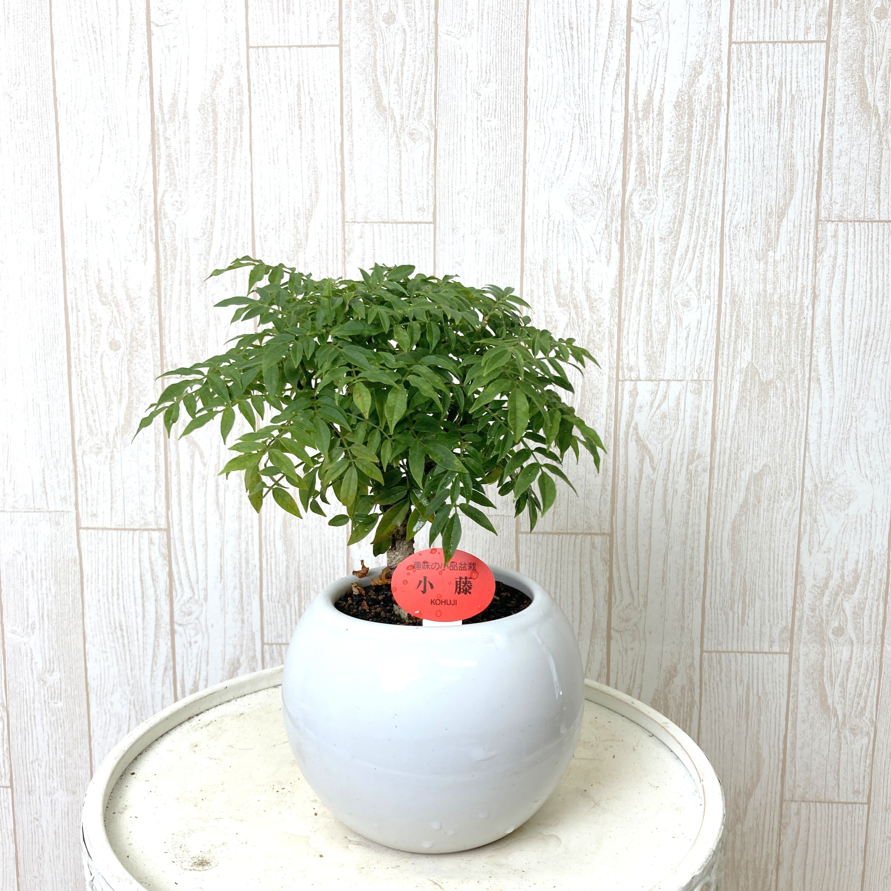 ミニ 小品 盆栽鉢 丸藤9鉢セット - 植物/観葉植物