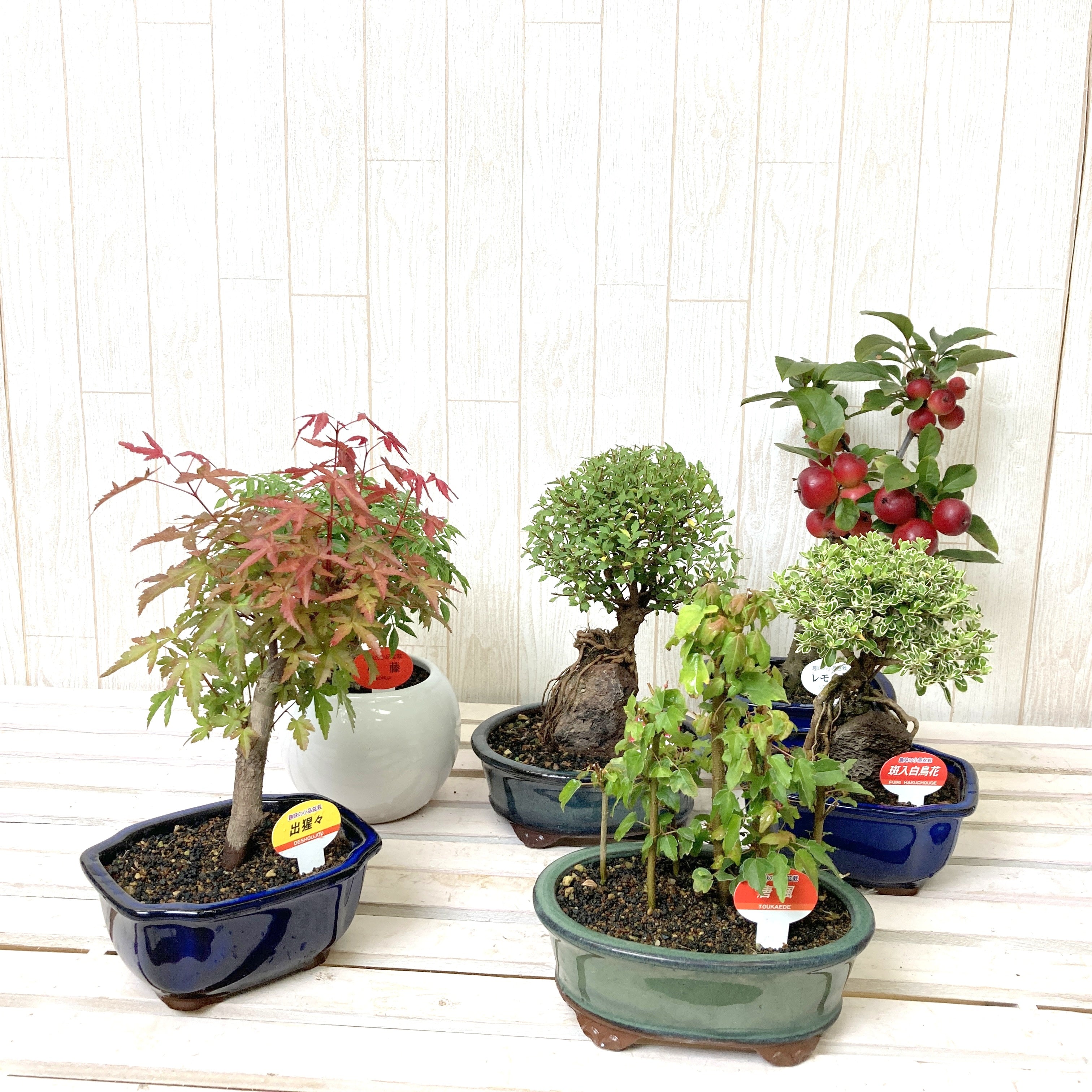 ミニ盆栽用豆鉢50個＋5 ミニ鉢、盆栽鉢、盆栽小鉢 - フラワー/ガーデン