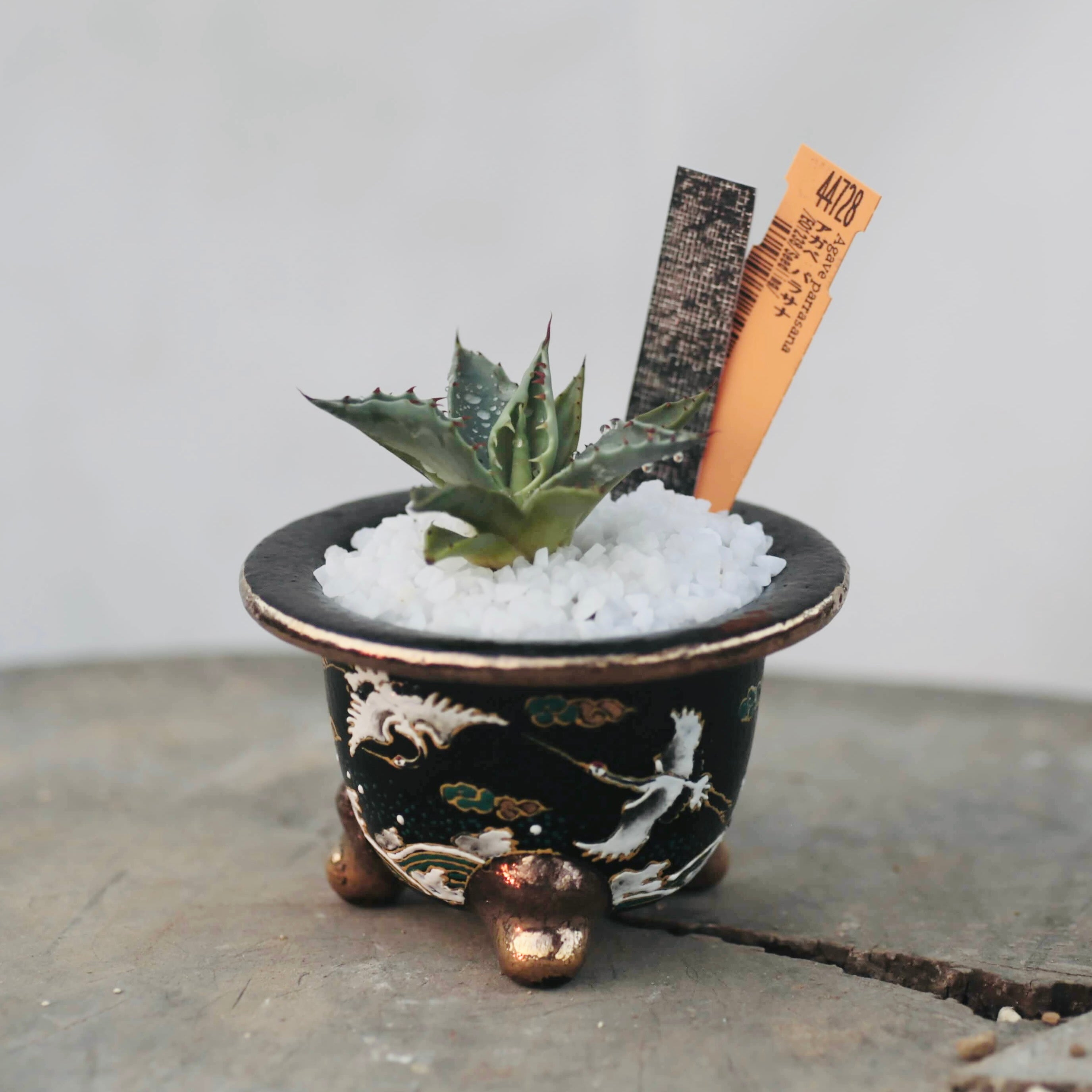 アガベ（エリオクエスト）×おもと鉢（春光園）の通販 | GreenSnap