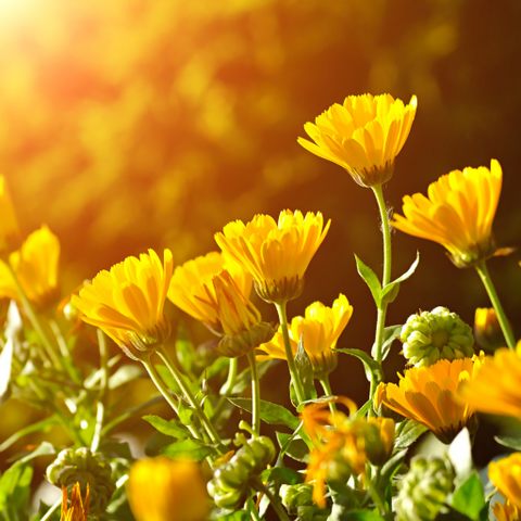 Calendula flowers in the garden