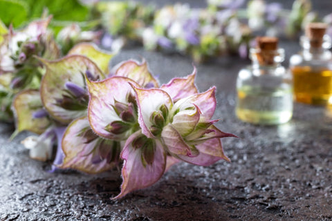 Clary Sage Flower