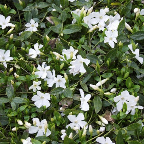 Petite Pervenche blanche - (Vinca Minor alba) – Mon Petit Jardinier