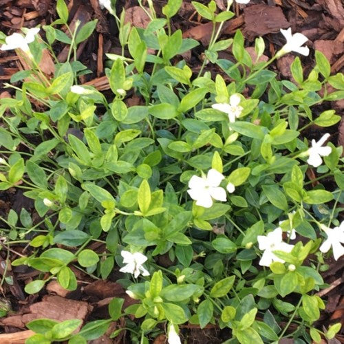 Petite Pervenche blanche - (Vinca Minor alba) – Mon Petit Jardinier