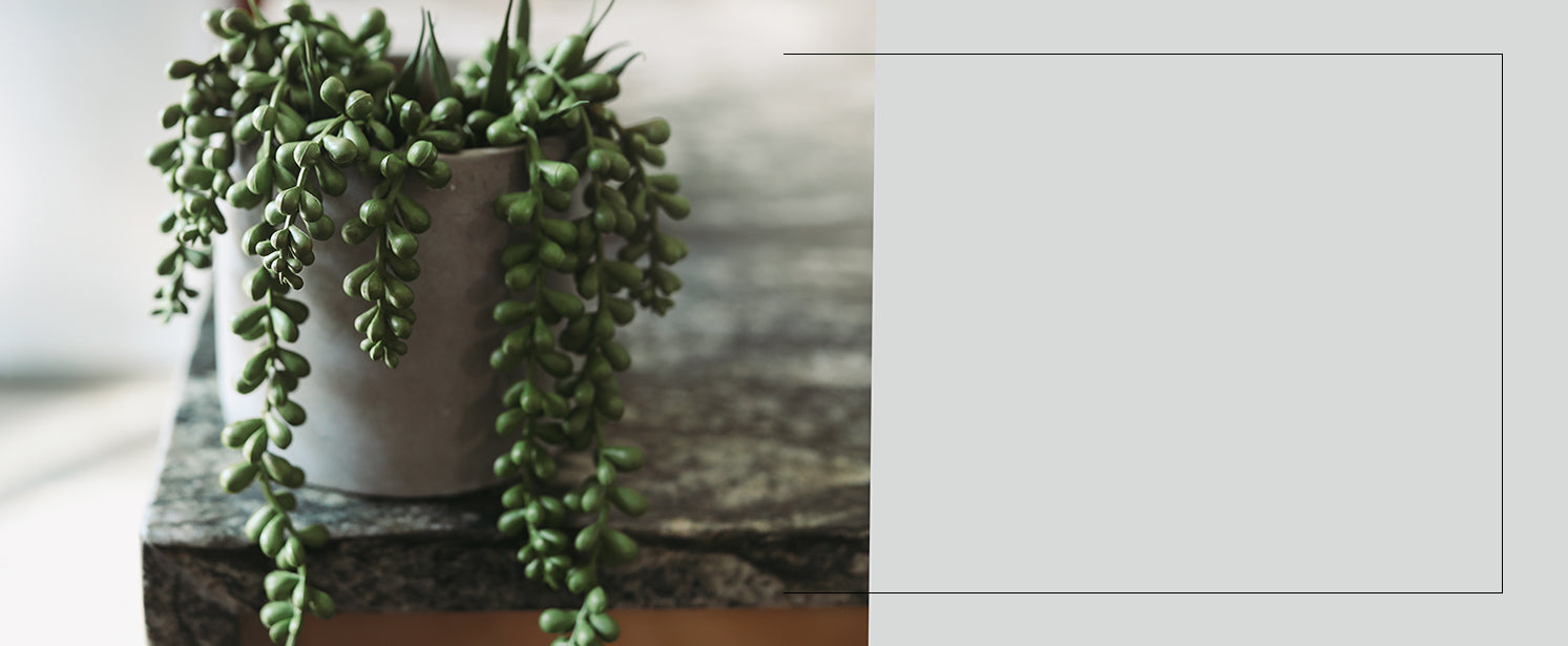 Fake Greenery String of Pearls Succulent