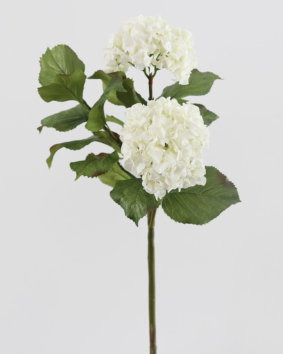 White Double Hydrangea 36
