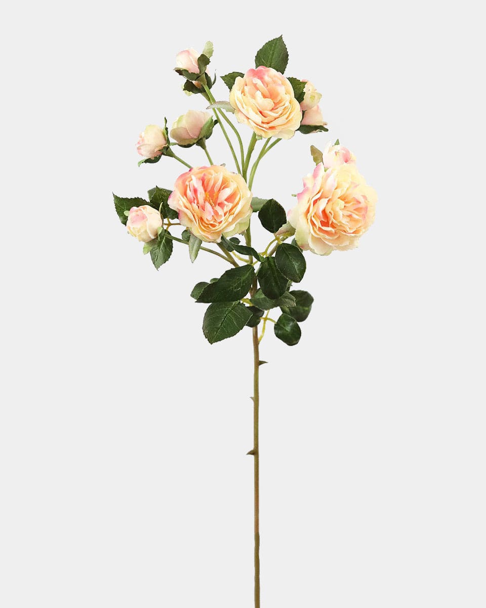 Blush Tea Rose Flowers 20