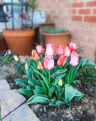 Pink and red tulips growing in garden