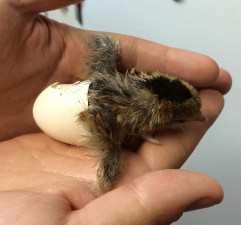 Hatchling