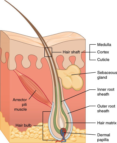 hair structure