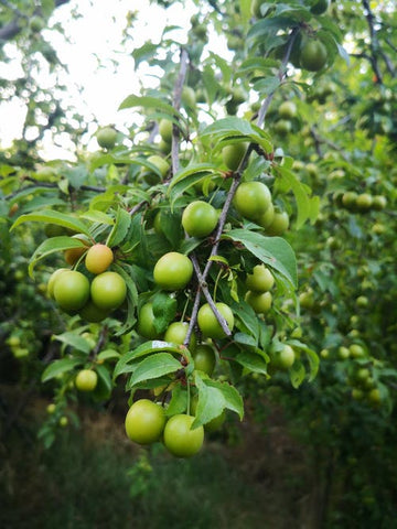 Stropirea pomilor cum si cand se face, recomandari de produse