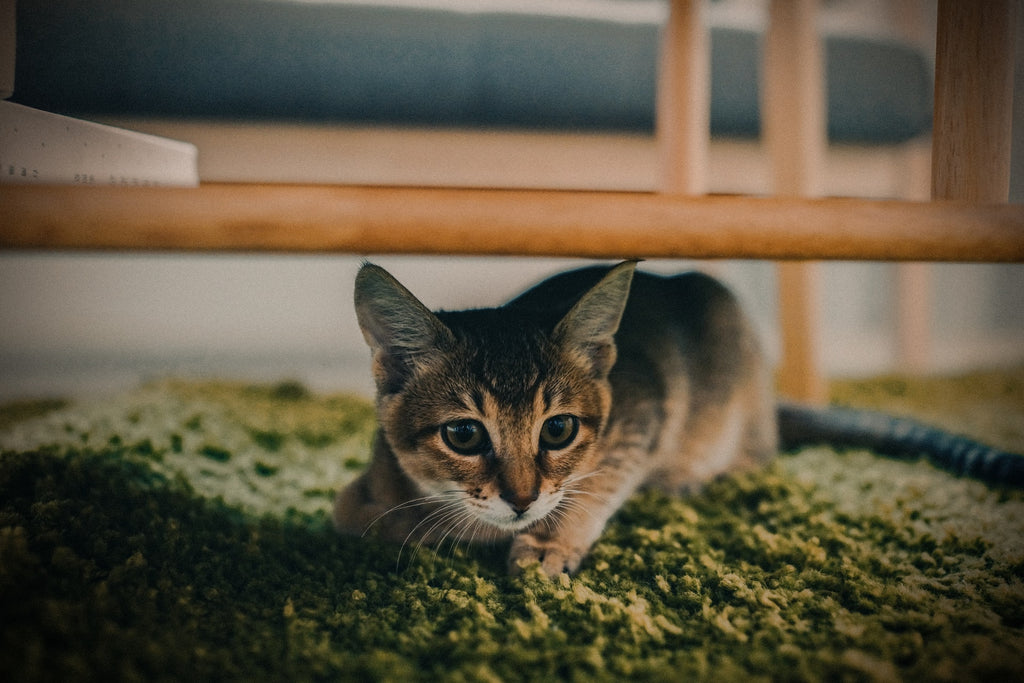 small-cat-on-green-wool-rug