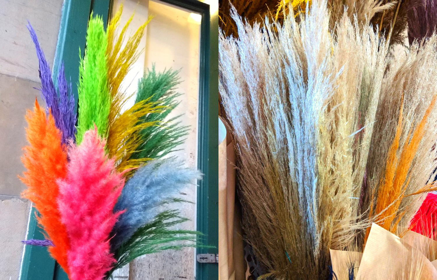 Colourful Pampas Grass and Natural Dried Pampas Grass