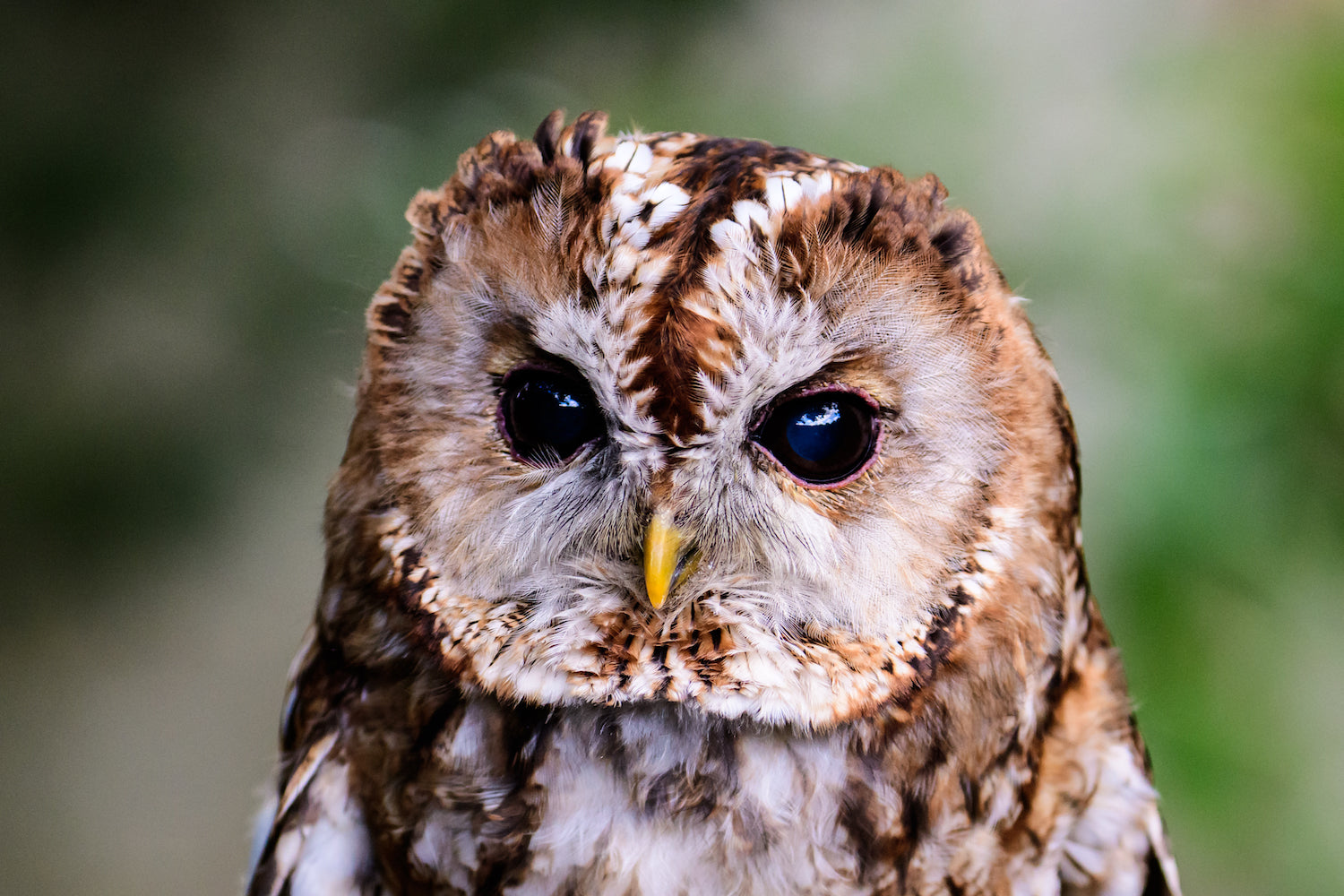 Huxley's Bird of Prey  Experience West Sussex