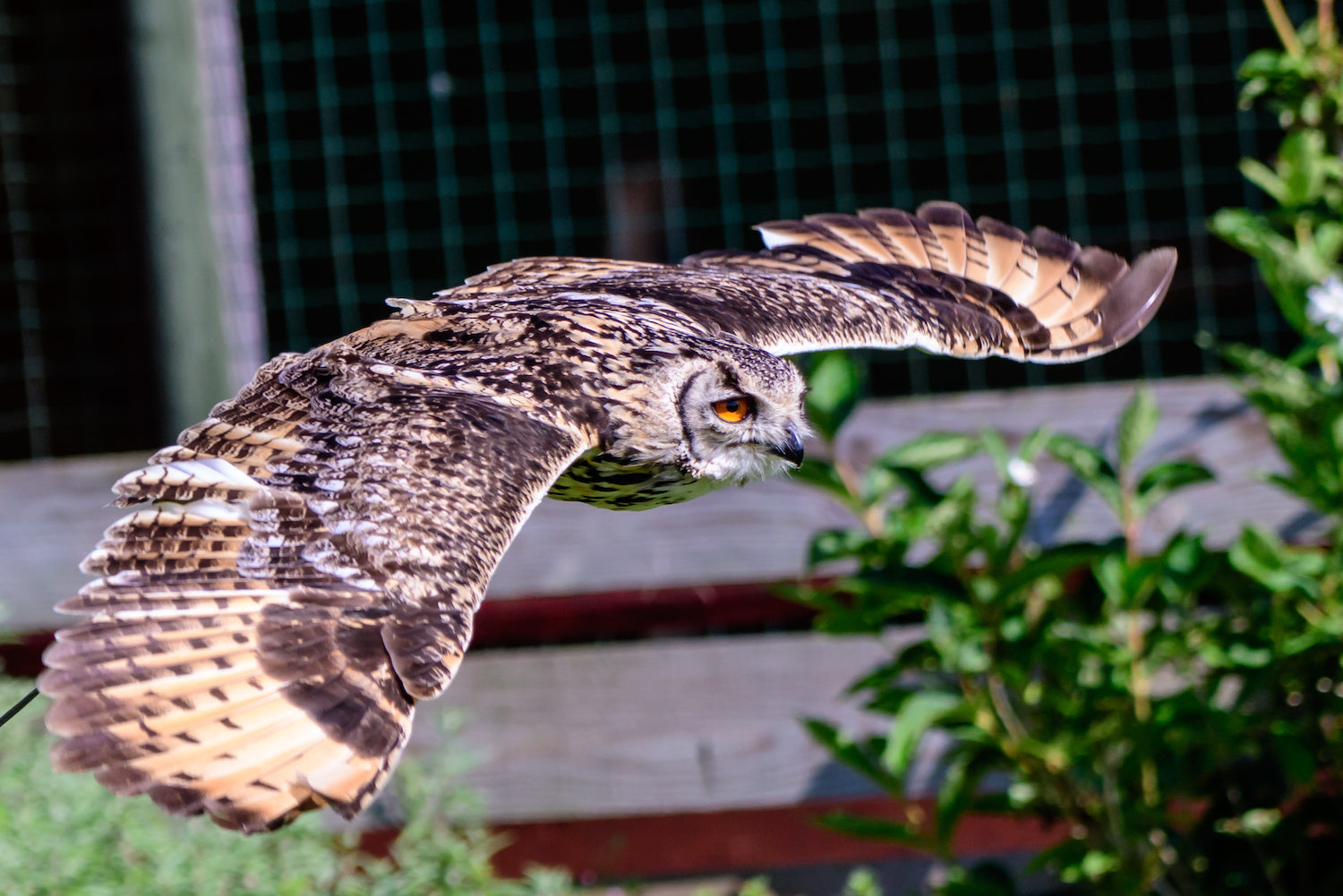 Huxley's Birds of Prey Centre, Horsham, West Sussex