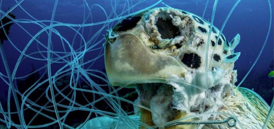 turtle killed by ghost nets