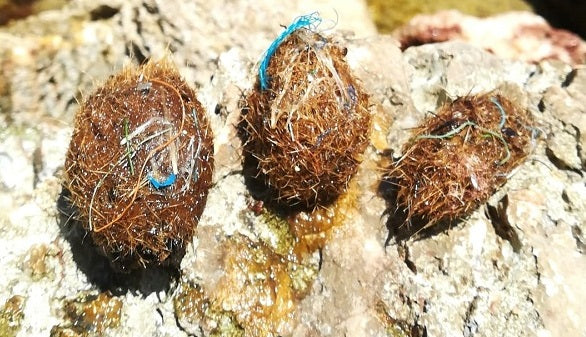 Neptune's ball posidonia microplastics