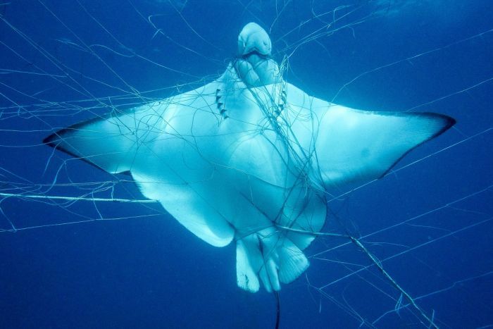 Manta muerta por redes fantasmas en el océano