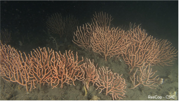 Gorgonia roja del Mediterráneo - Rescap