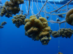 cultivo coral tendido en cuerdas