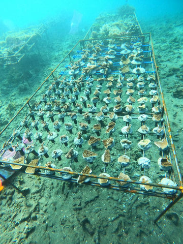 coral farming