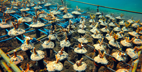 coral nursery