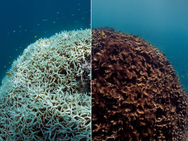 evolución del coral tras el efecto blanqueamiento