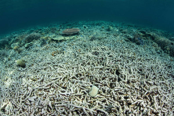 Dead coral reef