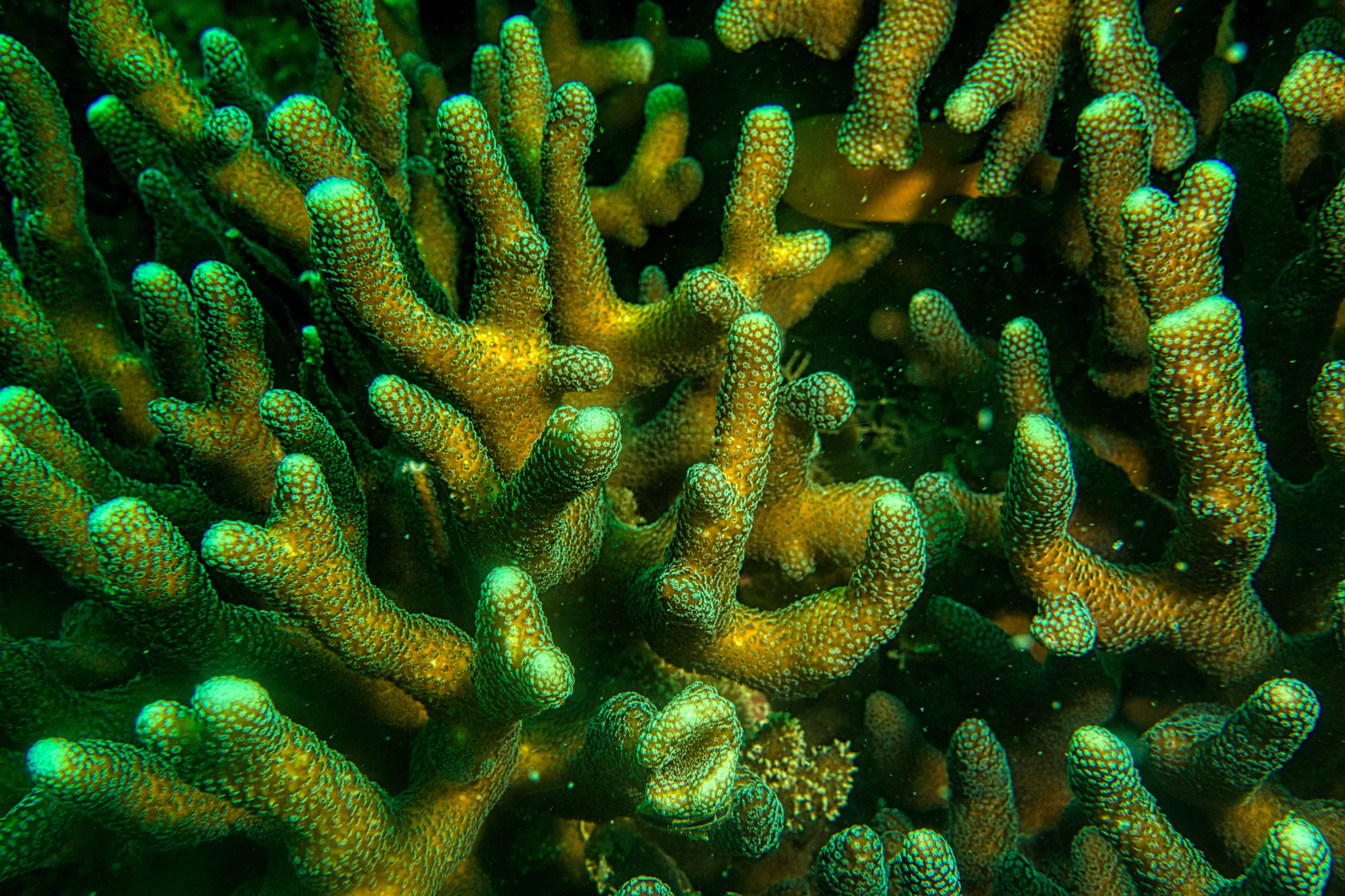 dibujos de arrecifes de coral marinos