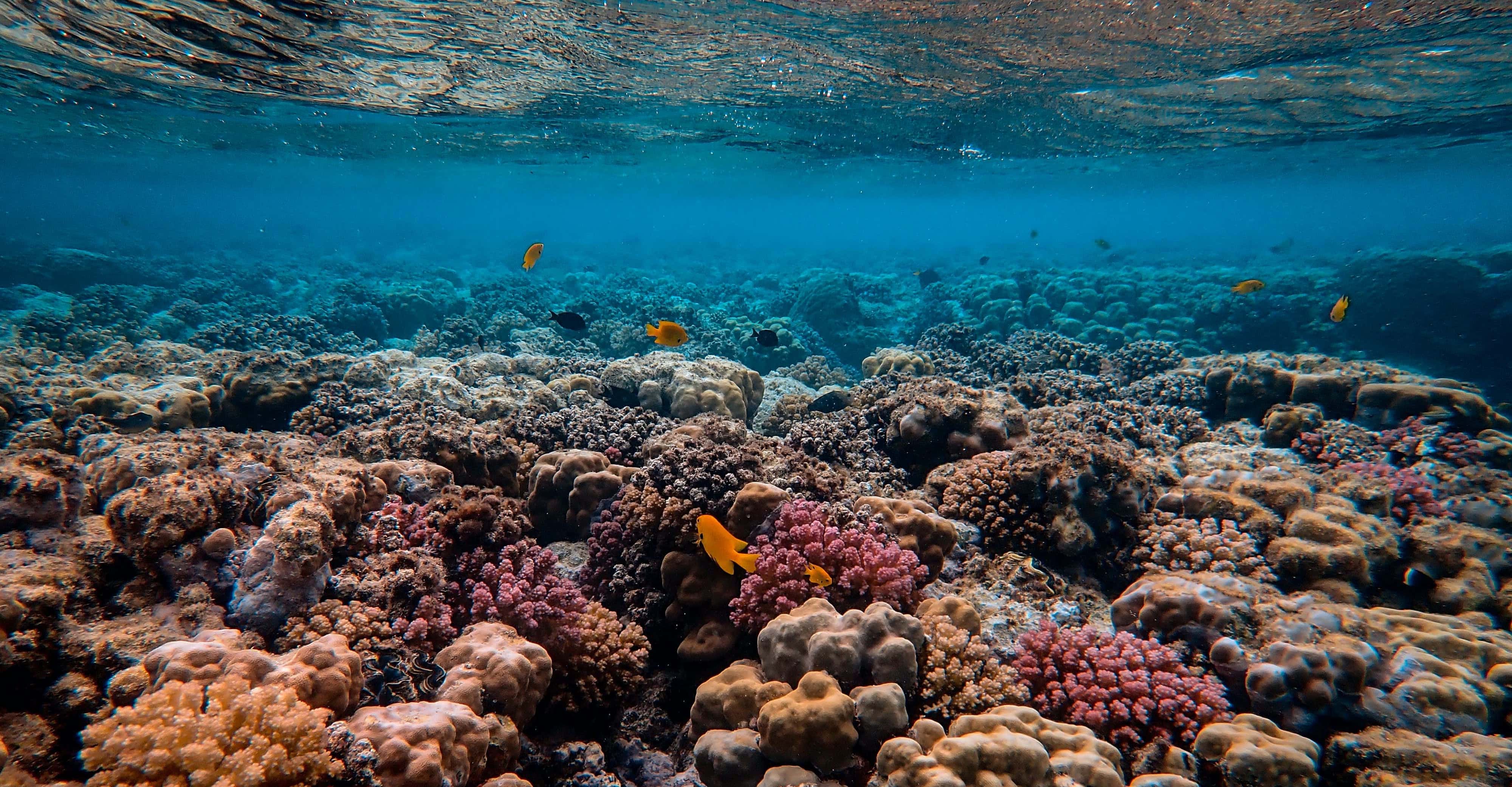arrecifes de coral sanos