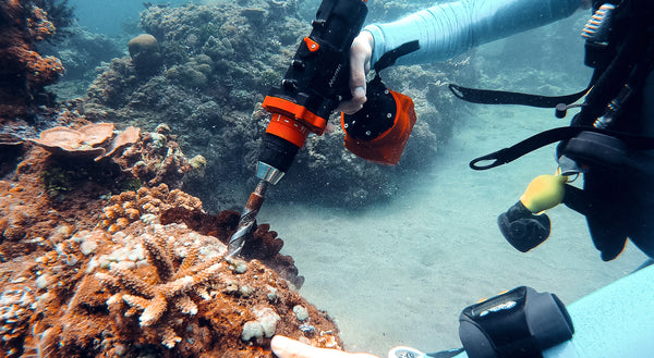 restauración arrecifes de coral
