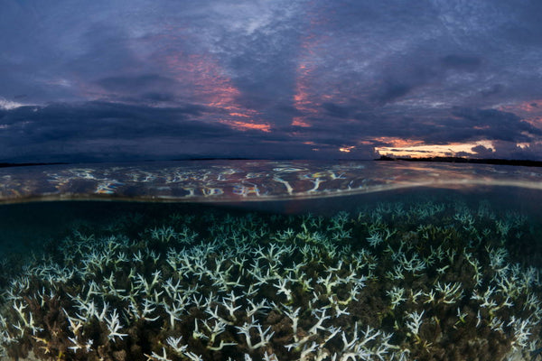 Coral bleaching episode