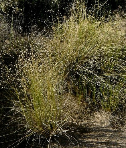 Stipa hymenoides, Indian Ricegrass – Larner Seeds