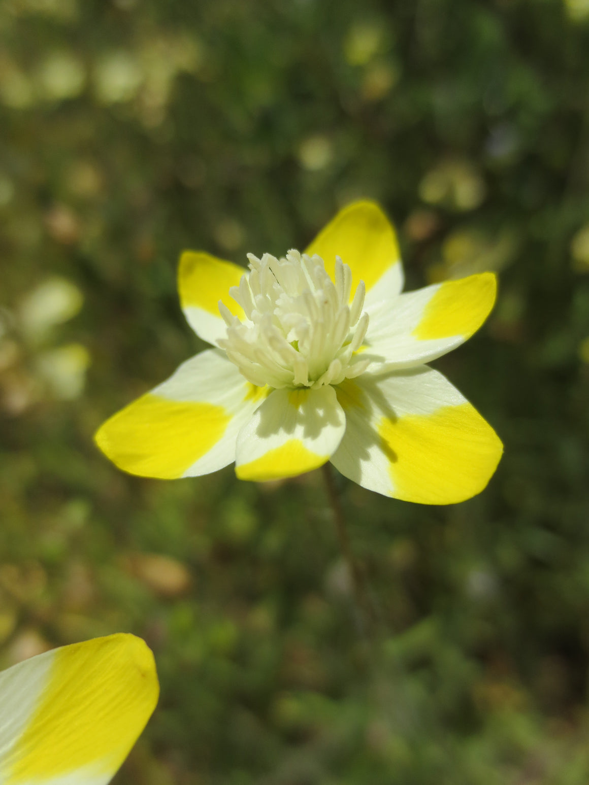 Platystemon californicus, Creamcups - Larner Seeds