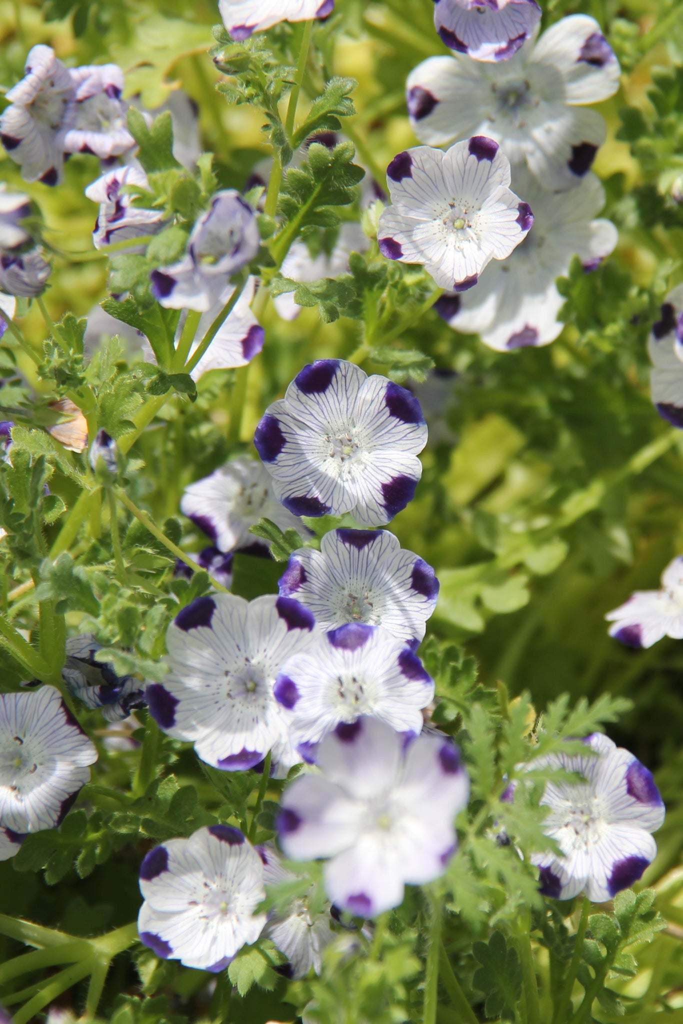 Nemophila Maculata Five Spot Larner Seeds