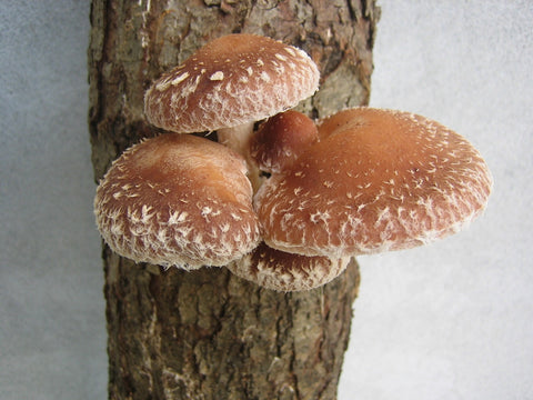 fungus