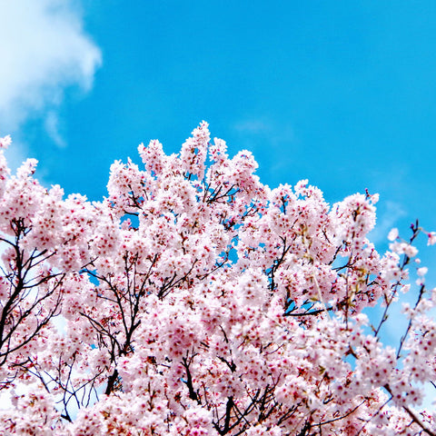 Sakura season Japan