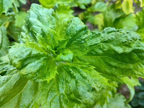 Shiso green